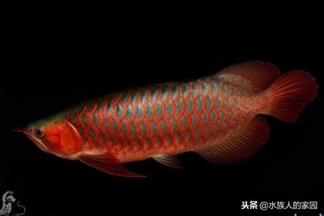 辣椒紅龍幼魚|辣椒紅龍:簡介,外形特徵,與血紅龍辨別,龍魚選購,